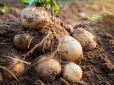 Картоплі буде більше, а жуків - менше: Дачна хитрість для збільшення урожаю