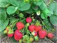 Дайте полуниці всього одне таке підживлення на початку травня - і ягоди будуть просто величезними та солодкими (відео)