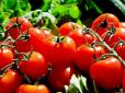 Зростатимуть як на дріжджах: Використовуйте цей бабусин рецепт підживлення томатів - і результат вас приголомшить