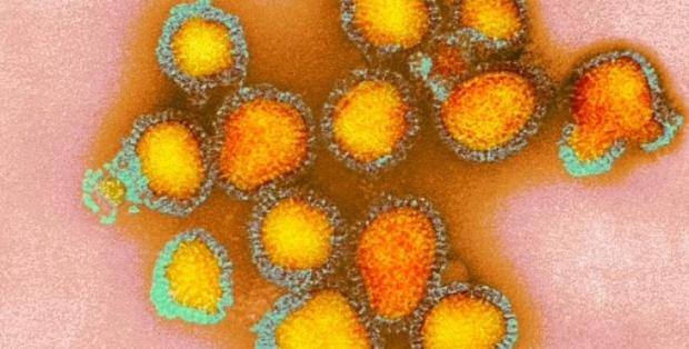 Вірус "собачого грипу" мутує: вчені попередили про небезпеку для людей