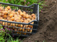 Коли садити картоплю у травні 2023 року: Найсприятливіші дати за місячним календарем