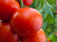 Як часто треба поливати помідори? Золоте правило здивує багатим урожаєм