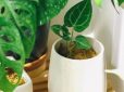 Ростимуть як на дріжджах: Чим потрібно підживлювати кімнатні рослини