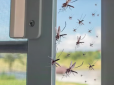 Домашні засоби від комарів і мух, які не вимагають великих витрат: ТОП-5 народних способів