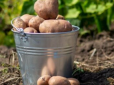 Найгірші сусіди картоплі! Що не варто садити поряд з коренеплодом, щоб отримати добрий урожай