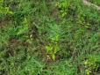 Дачникам на замітку: ТОП-3 народні способи позбавитися настирливої трави на садових доріжках