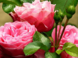 Троянди будуть пишно цвісти все літо: Як приготувати найкраще добриво з одного інгредієнта
