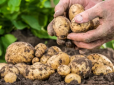 Будуть заздрити всі сусіди! Як виростити великий урожай картоплі на вашому городі