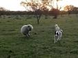 Ці кумедні тварини: Вівця, котра думає, що вона собака, як справжня британка, ще й обожнює футбол (відео)