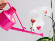 Чим поливати орхідею, щоб вона цвіла весь рік - чотири перевірені натуральні засоби