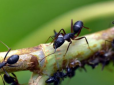Як позбутися мурах на городі за допомогою бананової шкірки - перевірений спосіб