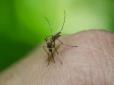 Якщо заїдають комарі - кілька способів без хімії позбутися настирливих комах
