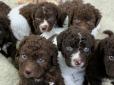 Зразу восьмеро цуценят: У Великій Британії вперше дала потомство найрідкісніша порода собак світу