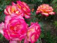 Підживлюйте таким добривом кожні два тижні: Що робити, аби троянди постійно радували цвітінням