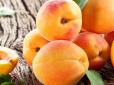 Чому не можна ігнорувати сезон абрикос: Чим корисний цей диво-фрукт