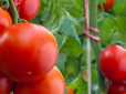 Ось чим треба  обприскувати помідори в період цвітіння, щоб мати великий урожай - перевірені способи