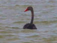 Справжній красень: У заповіднику на Одещині помітили рідкісного чорного лебедя, який прилетів з Херсонщини