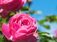 Чим полити троянди, щоб пишно цвіли і краще пахли - просте добриво
