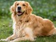 Які собаки найбільше люблять господаря - дві породи, що діють як антидепресанти