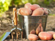 Чим підгодувати картоплю, щоб не вистачало відер для врожаю - секрети досвідчених городників
