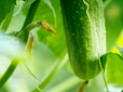 Хитрощі, про які не всі знають: Чим обробляти огірки, щоб збільшити врожай у рази