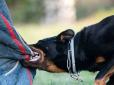 Будьте особливо пильні: Учені з’ясували, у які дні собаки частіше кусають людей