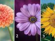 Простий психологічний тест: Оберіть квітку на картинці - і дізнайтеся про себе нове