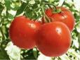 Перекис водню врятує від багатьох хвороб: Названо чудодійний засіб порятунку томатів у спекотному липні