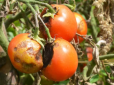 Справжній порятунок за копійки - лайфхак, чим обробляти томати від фітофтори