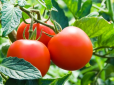 Не будете знати, куди подіти помідори! Ця проста підгодівля збільшить урожай у рази