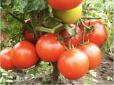 Врожай збільшиться в рази! Терміново дайте в липні томатам та перцю цей дуже поживний розчин смарагдового кольору