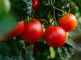 Секрети великих врожаїв: Що городникам обов'язково потрібно зробити з томатами у липні