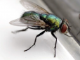 Забудете про цю проблему! Як позбутися мух та комарів: ТОП-6 простих і натуральних засобів боротьби з комахами в будинку