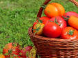 Дачникам на замітку! Навіщо обривають листя на помідорах і  як отримати швидше рекордний урожай