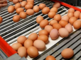 Яйця будуть майже по 250 грн за лоток? Експерт розповів, коли зміняться ціни