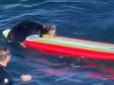 Сама хоче кататися: Морська видра відбирає дошки у серферів у Каліфорнії (відео)