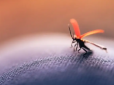 Жоден комар не залетить: Проста порада, як захистити квартиру від надокучливих комах