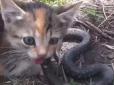 Ласує із великим задоволенням: На Хмельниччині кішка вполювала змію, більшу за себе (відео)