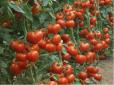 Не знаєте, як врятувати томати від літньої спеки і жовтизни? Дайте їм склянку цього напою для зав’язі і швидкого росту