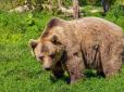 Вже не перший випадок у Магадані: Ведмідь напав на росіянку і загриз її на смерть