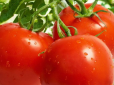 Усього одне підживлення для помідор творить дива - буде врожай 20 кг з куща