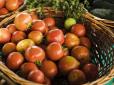 Ніколи не охолоджуйте недозрілі: Як зберігати помідори, щоб вони залишалися свіжими та ароматними