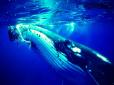 Справнє диво: Горбатий кит урятував жінку від нападу тигрової акули (відео)