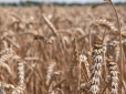 Експорт зерна зіткнувся з проблемами:  Ще дві країни заявили, що перешкоджатимуть Україні