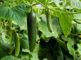 Втомитеся збирати врожай: ТОП-3 найкращі підживлення для зростання огірків