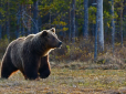 Рідкісний та дуже небезпечний: На Вінниччині у полі помітили червонокнижного бурого ведмедя (відео)