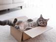Виявляється, закладено еволюцією: Чому коти обожнюють картонні коробки - таємницю розкрито
