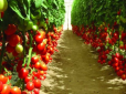 Терміново дайте в серпні огіркам та томатам оцет - врожай збиратимете відрами до заморозків