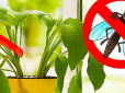 Ця домашня рослина відлякує комарів! Посадіть у горщик - і мінус проблема