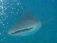 Дослідникам океану вдалось зняти, як косатка випотрошила величезну акулу (відео)
